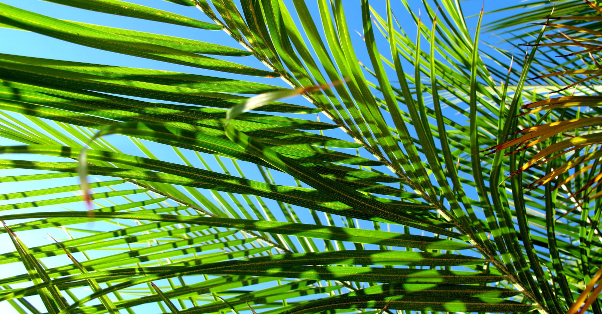 What Is Palm Sunday Bible Story And Meaning Today