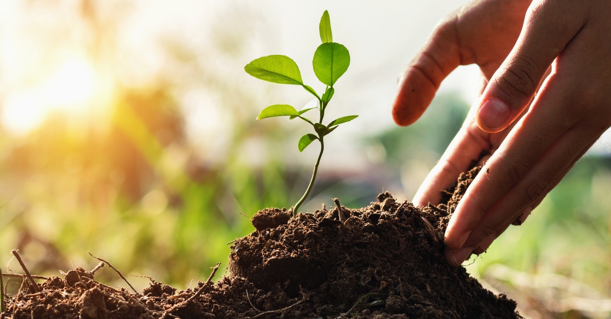 The Powerful Biblical Meaning of 'Reap What You Sow'