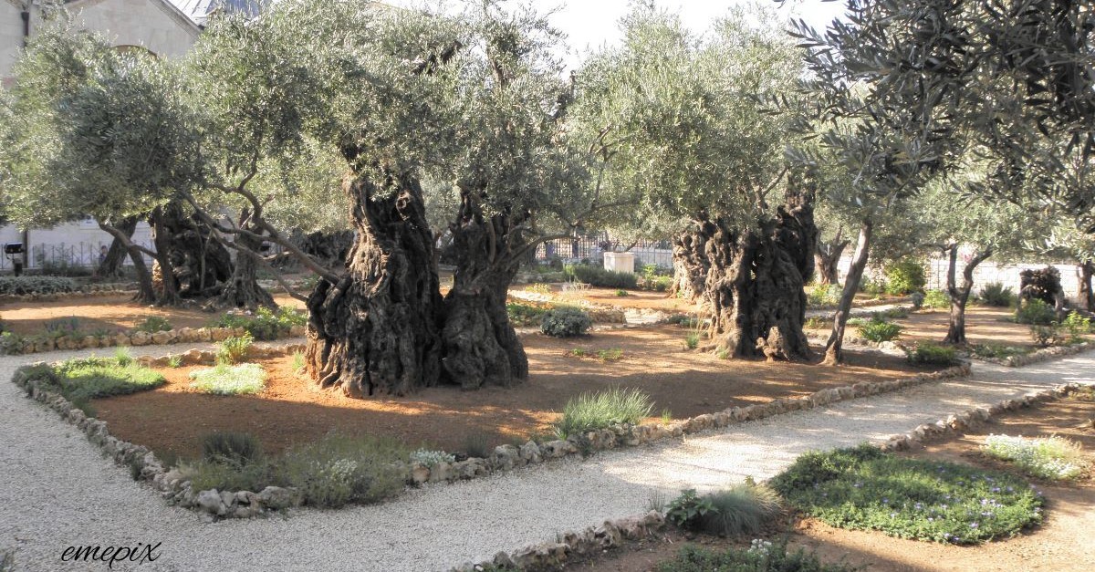 garden of gethsemane eva marie everson