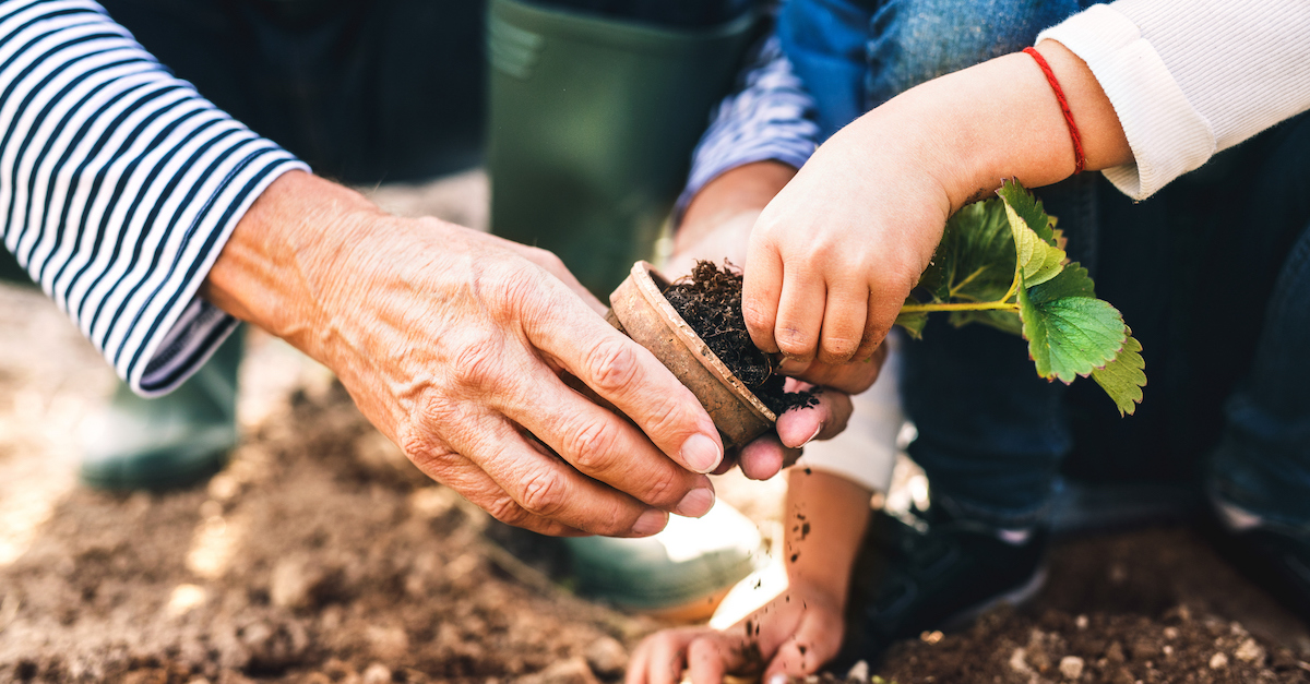 Senior and young child gardening growth