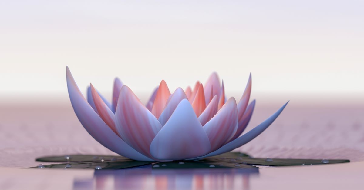 A Lotus Flower In Ity