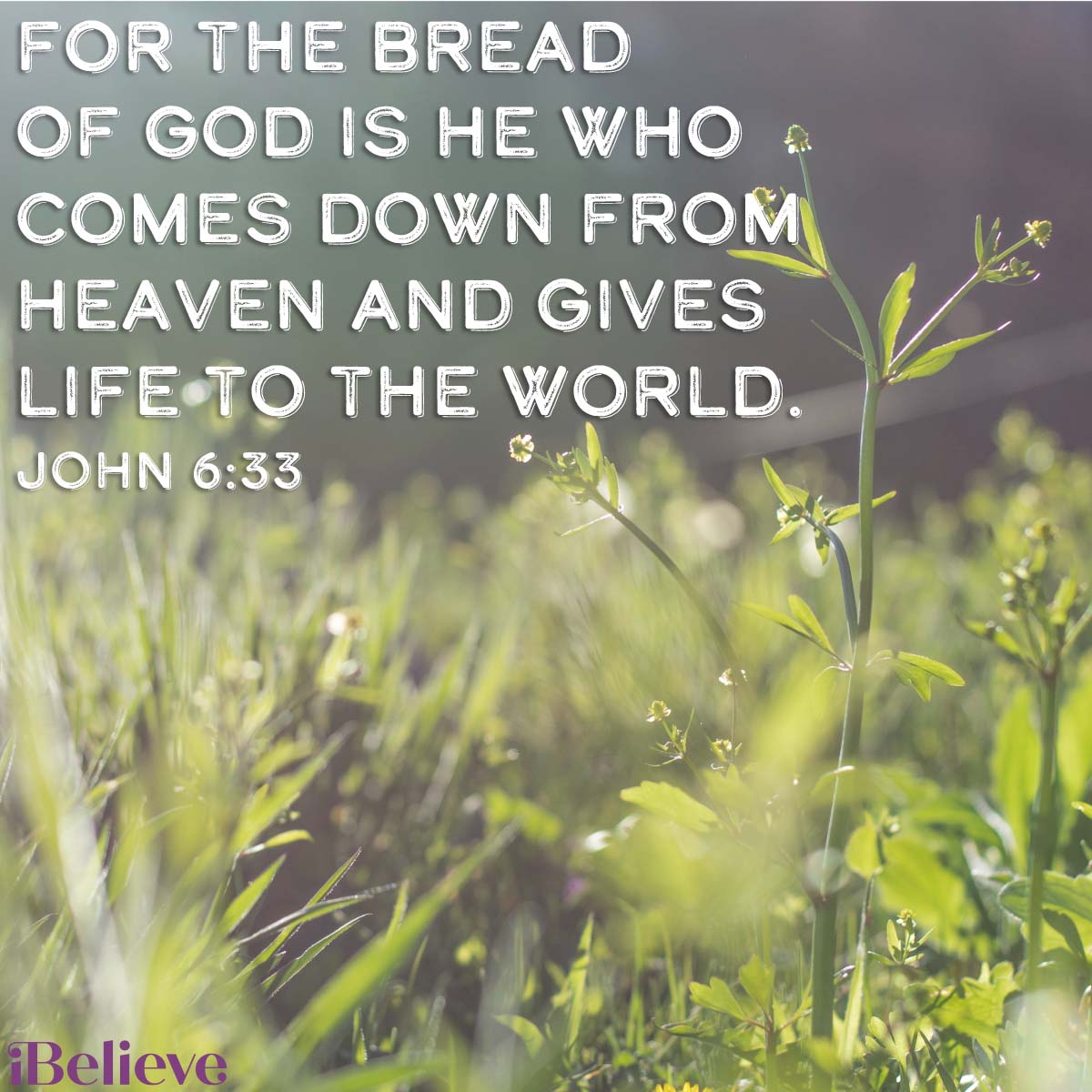 John 6:33