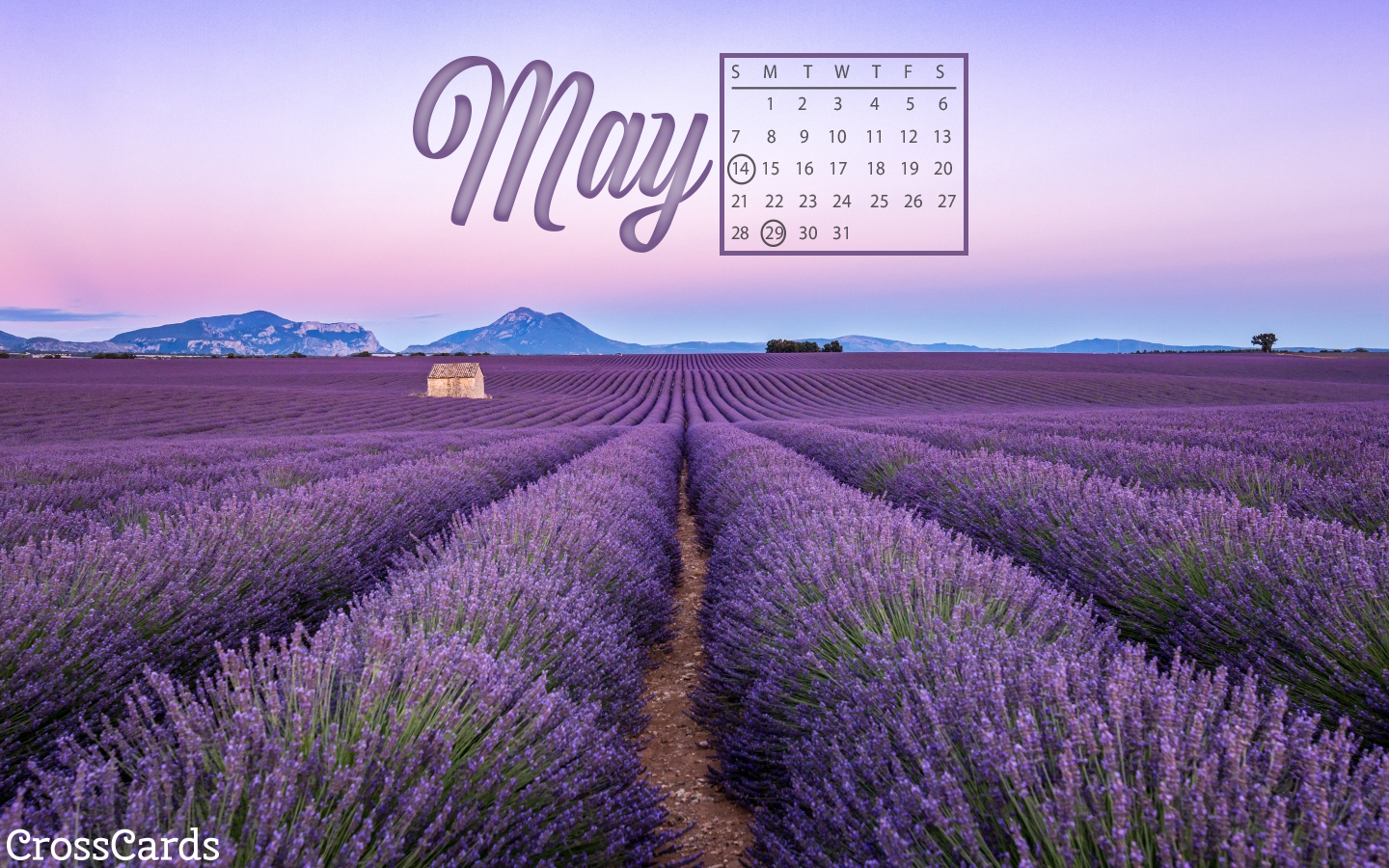 May 2023 - Lavender mobile phone wallpaper