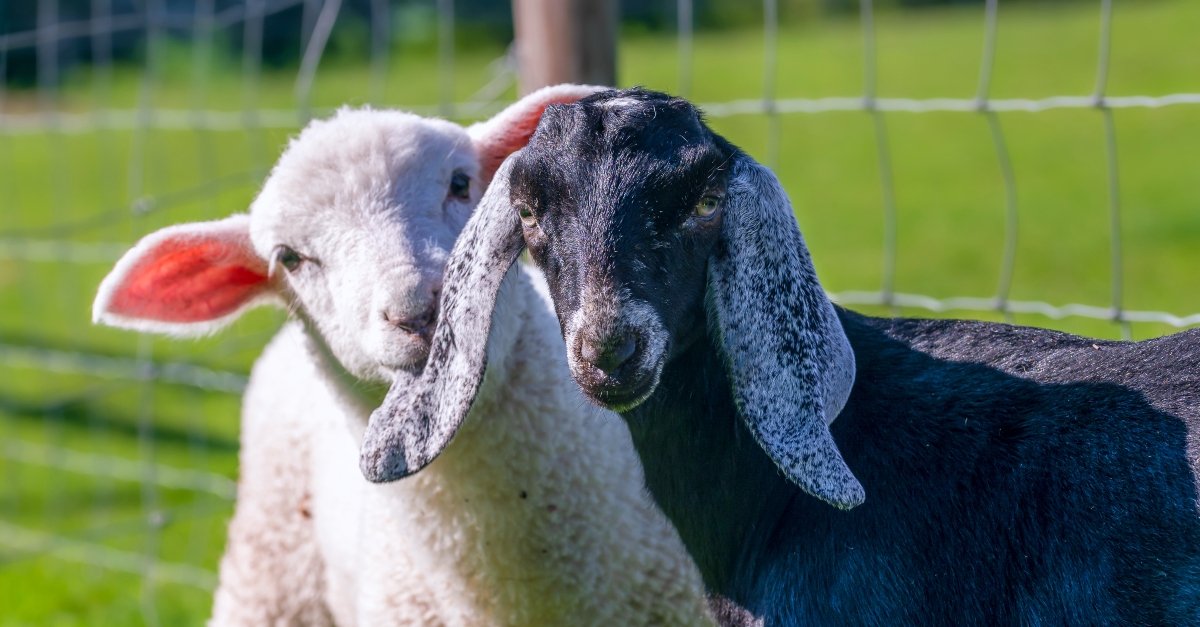 Significance Of Sheep And Goats In The Bible