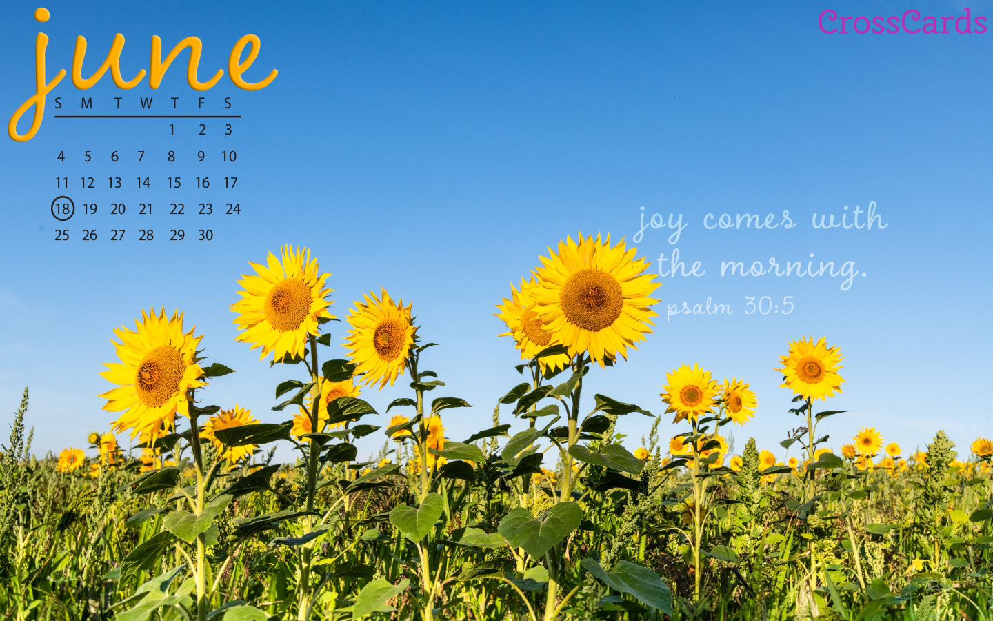 June 2023 - Sunflowers mobile phone wallpaper