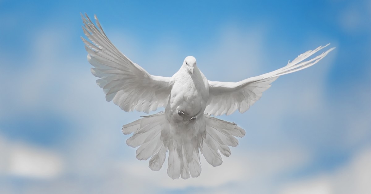 white dove flying, speaking in tongues