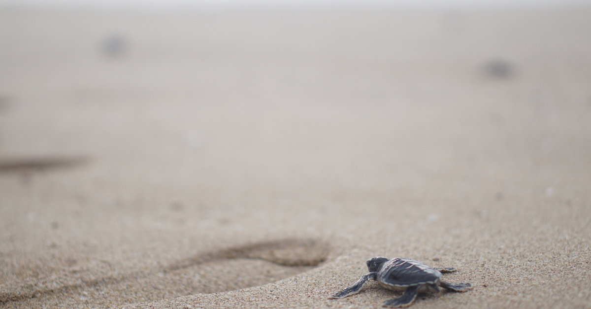 baby turtle on the beach