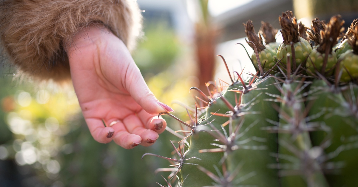 What Is The Thorn In The Flesh Paul References In 2 Corinthians 12 7 what-is-the-thorn-in-the-flesh-paul-references-in-2-corinthians-12-7