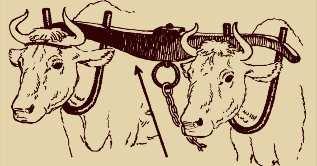 oxen wearing a yoke