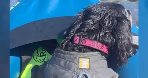 Couple Reunites 15-Year-Old Blind Dog With Owners After Finding Her in the Wilderness
