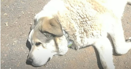 Two-Year-Old is Found By Rancher's Dog After Walking 7 Miles From Home