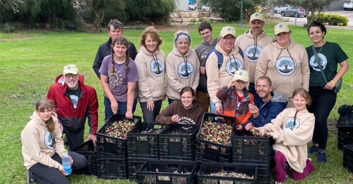 Root & Branch harvests olives in Jerusalem