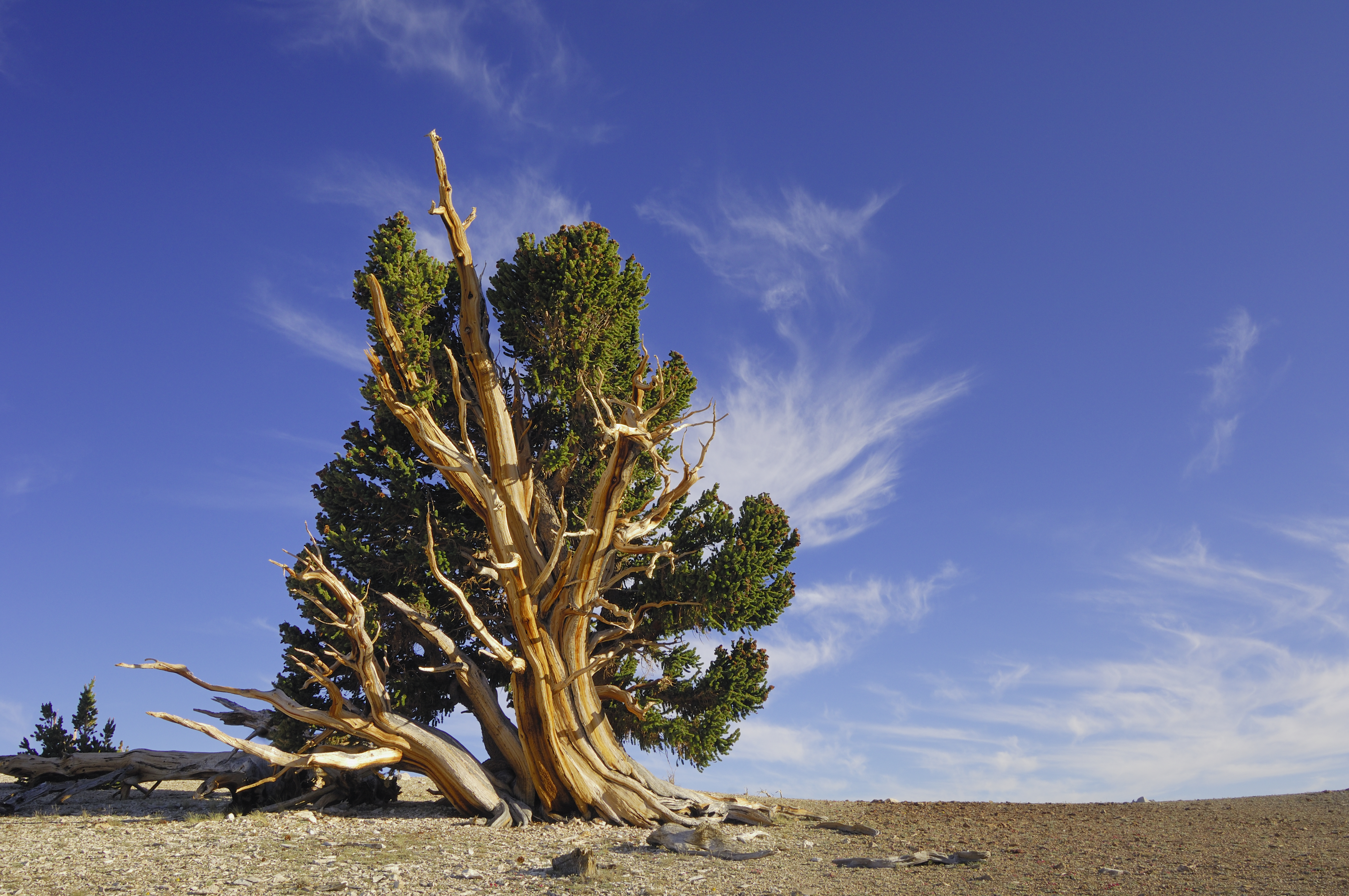 Methuselah tree named after Methuselah in the Bible in Californian White Mountains, Inyo National Forest