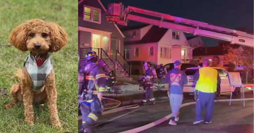 2-Year-Old Mini Goldendoodle Alerts Family of House Fire Saving Their Lives