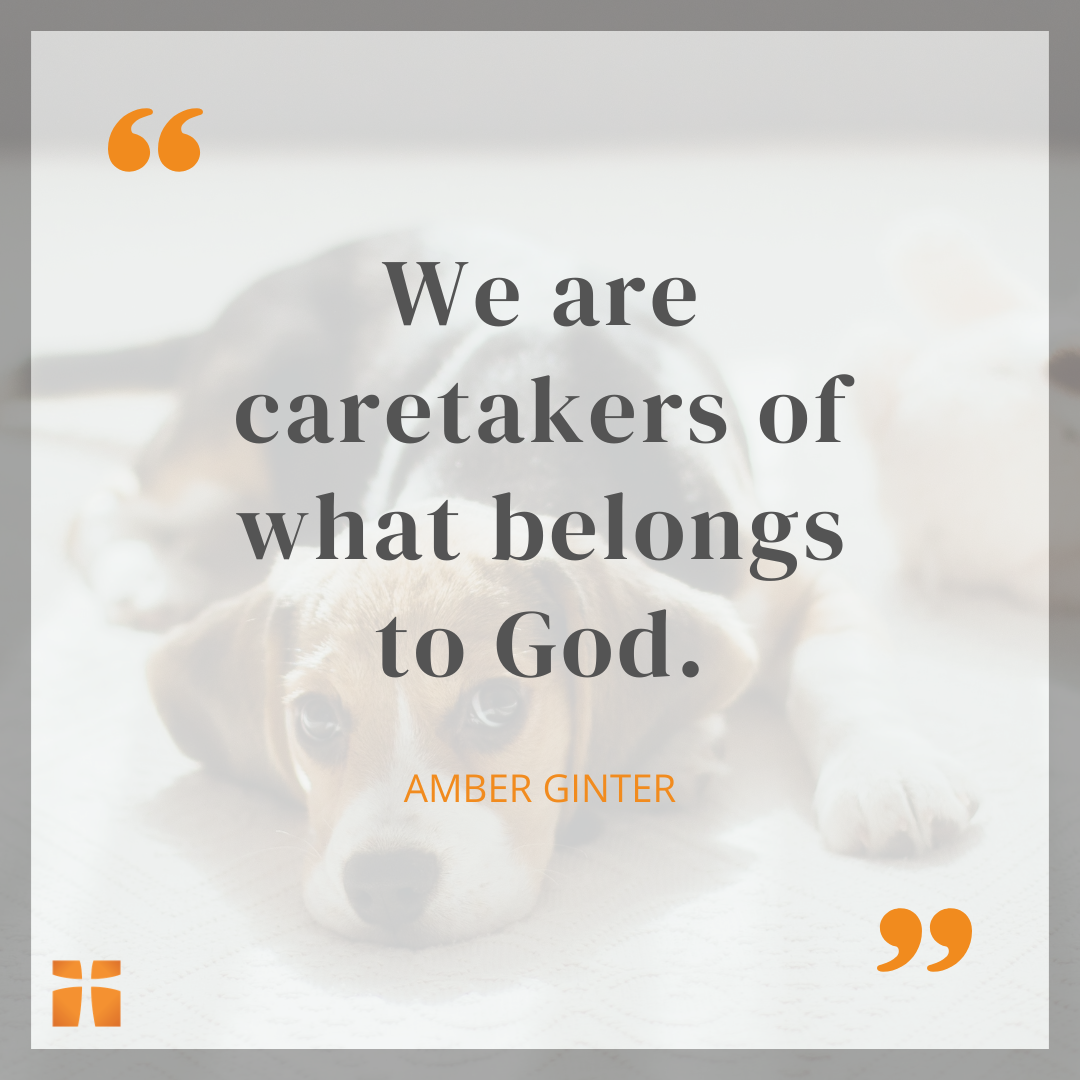 Christian quote graphic featuring a beagle puppy lying on the floor in the background with large text that reads, “We are caretakers of what belongs to God.” The quote is attributed to Amber Ginter, with orange quotation marks and Christianity.com branding in the corners.