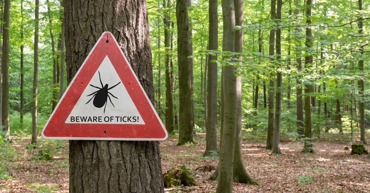 ER Visits Surge and Experts Urge Caution amid Record Tick Season